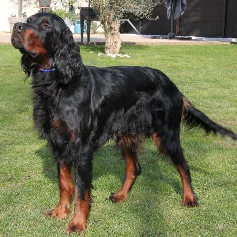 Chiots setter gordon lof #3