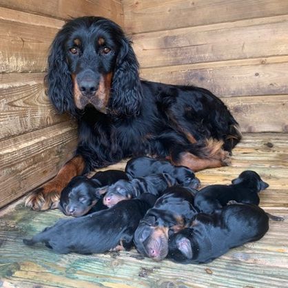 Chiots setter gordon lof #4