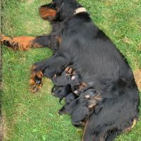 Chiots setter gordon lof #1