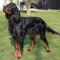 Chiots setter gordon lof #3