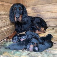 Chiots setter gordon lof #4