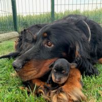 Chiots setter gordon lof #0