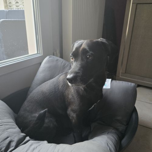 Chien 5 ans labrador teckel noir taches blanches t #1