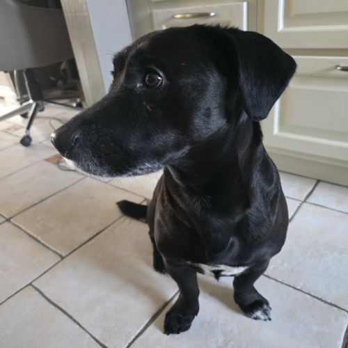 Chien 5 ans labrador teckel noir taches blanches t #2