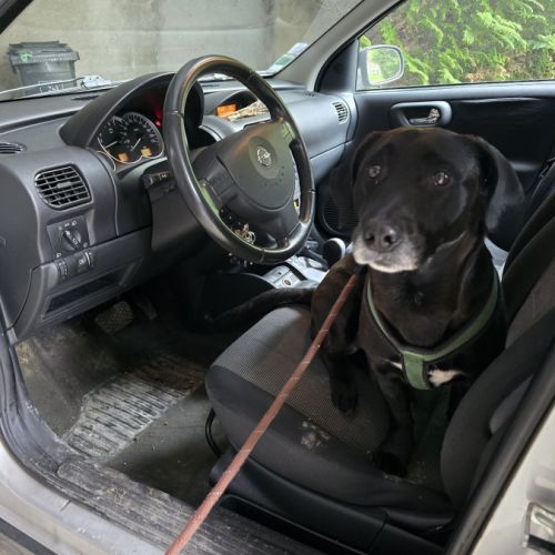 Chien 5 ans labrador teckel noir taches blanches t #3