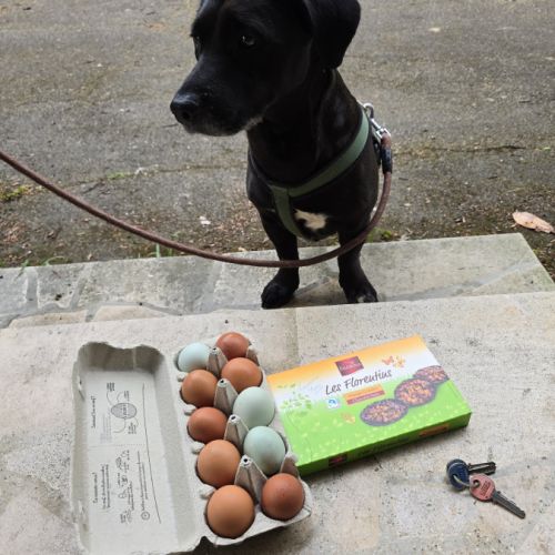 Chien 5 ans labrador teckel noir taches blanches t #4