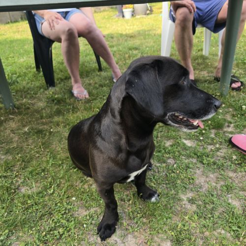 Chien 5 ans labrador teckel noir taches blanches t #5