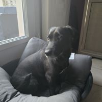 Chien 5 ans labrador teckel noir taches blanches t #1