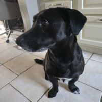 Chien 5 ans labrador teckel noir taches blanches t #2