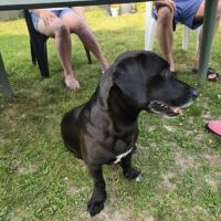 Chien 5 ans labrador teckel noir taches blanches t #5