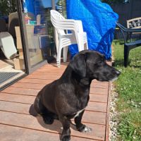 Chien 5 ans labrador teckel noir taches blanches t #0