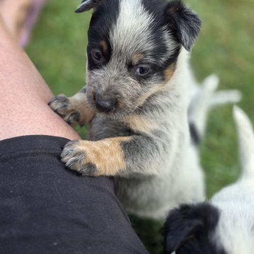 Magnifiques chiots bouviers australiens bleus #2