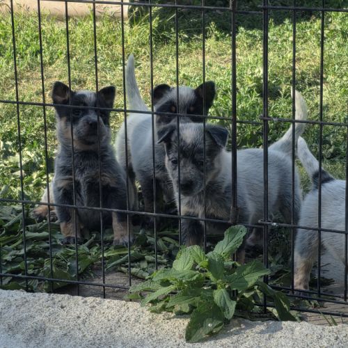 Magnifiques chiots bouviers australiens bleus #4