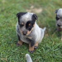 Magnifiques chiots bouviers australiens bleus #3