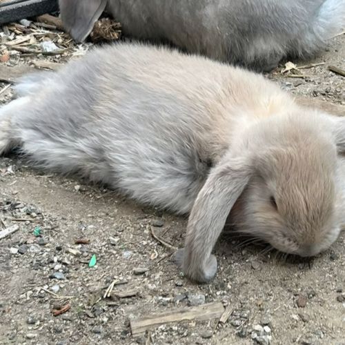 Lapin bélier géant français #3