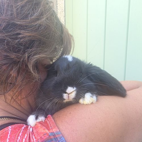 Lapin bélier géant français #5