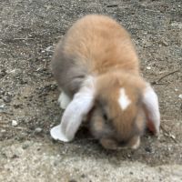 Lapin bélier géant français #1