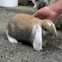 Lapin bélier géant français #2
