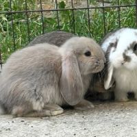 Lapin bélier géant français #4