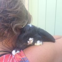 Lapin bélier géant français #5