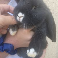 Lapin bélier géant français