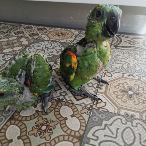 Amazone à front bleu #2