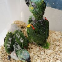 Amazone à front bleu #1