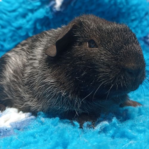 Cochon d'inde male #1