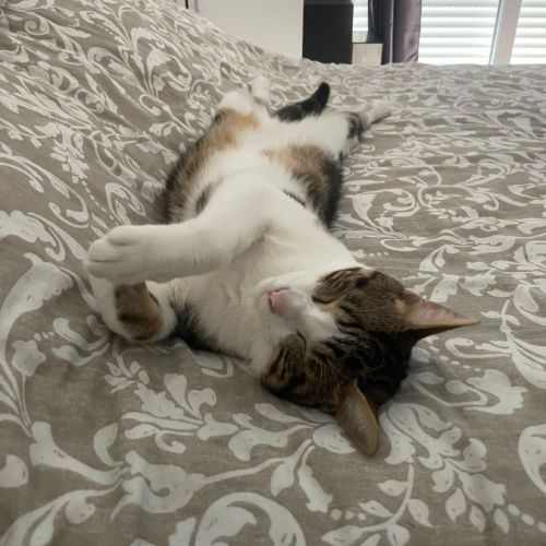 Chat de type européen