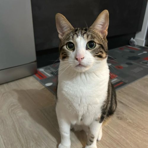 Chat de type européen #3