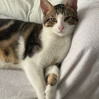 Chat de type européen #1