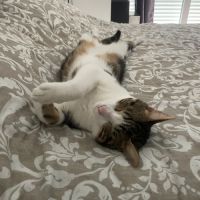 Chat de type européen #0