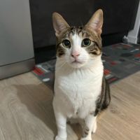 Chat de type européen #3