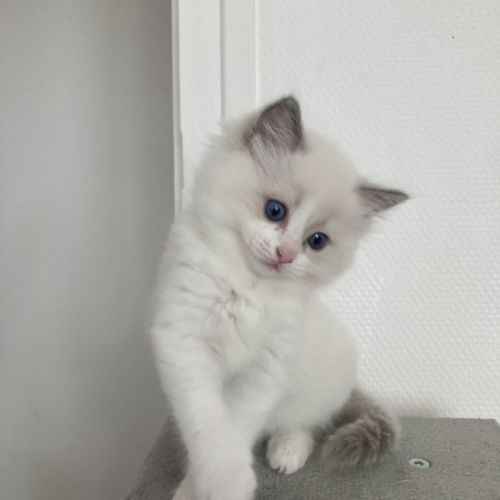 Chatons ragdoll #2