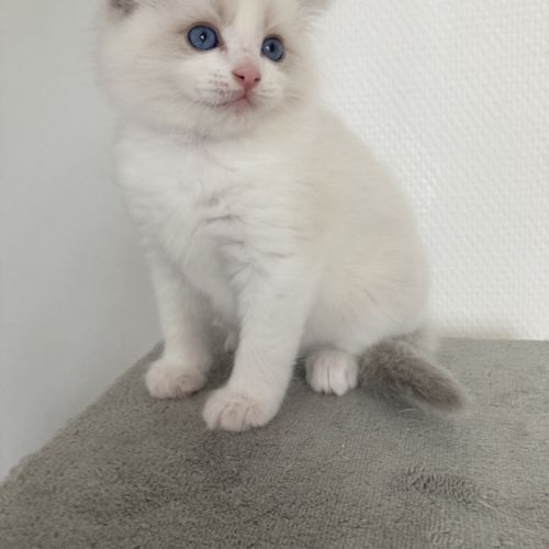 Chatons ragdoll #3