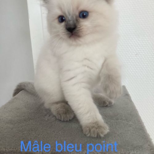 Chatons ragdoll #5
