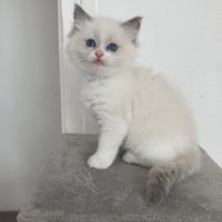 Chatons ragdoll #4