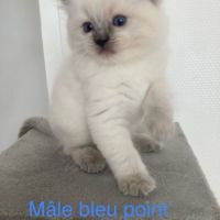Chatons ragdoll #5