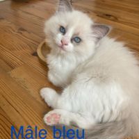 Chatons ragdoll #6