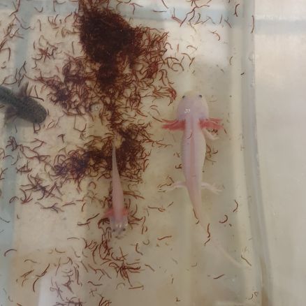 Petits axolotls #2