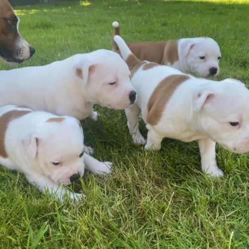 Chiots staffie #0