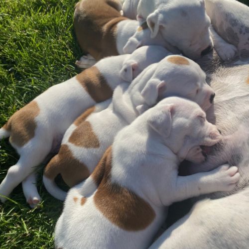 Chiots staffie #3