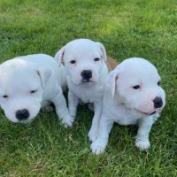 Chiots staffie #2