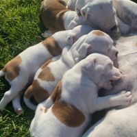 Chiots staffie #3