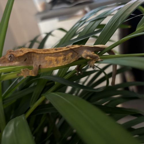 Gecko à crête #2