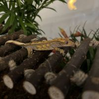 Gecko à crête #1