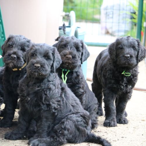 Chiot terrier noir russe #2