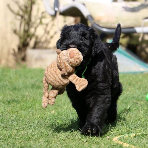 Chiot terrier noir russe #3