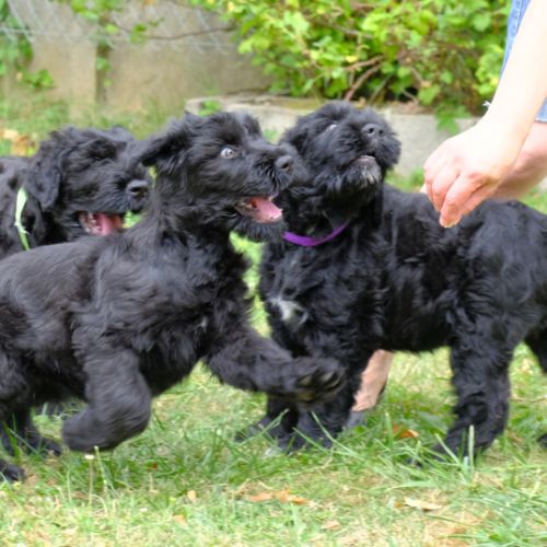 Chiot terrier noir russe #7