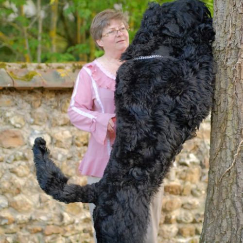 Chiot terrier noir russe #8